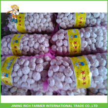 4.5 - 6.0CM Normal White Garlic In 10kg Carton